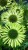 echinacea-green-jewel_4.jpg