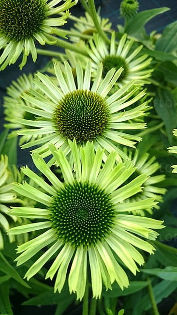 echinacea-green-jewel_4.jpg