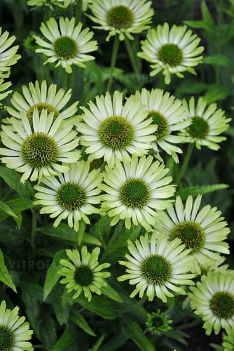 echinacea-green-jewel_3.jpg