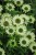 echinacea-green-jewel_3.jpg
