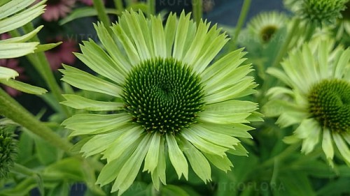 echinacea-green-jewel_5.jpg