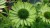 echinacea-green-jewel_5.jpg