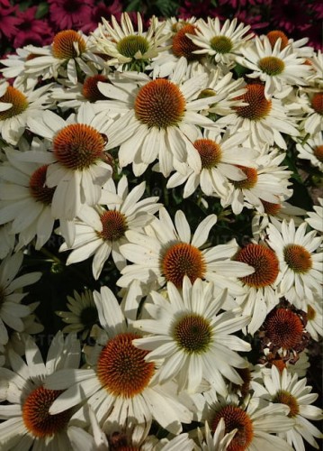 echinacea-innocent-meadow-mama_77404_3.jpg