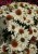 echinacea-innocent-meadow-mama_77404_3.jpg