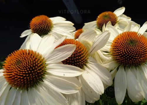 echinacea-innocent-meadow-mama_77404_2.jpg