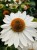 echinacea-innocent-meadow-mama_1.jpg