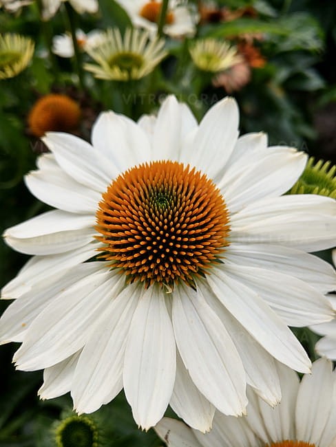 echinacea-innocent-meadow-mama_1.jpg