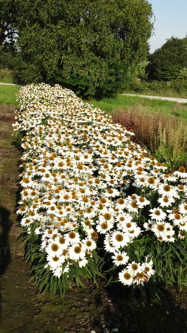 echinacea-innocent-meadow-mama_77404_4.jpg