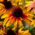 byliny-i-trawy_standard-medium_77449_1.jpg
