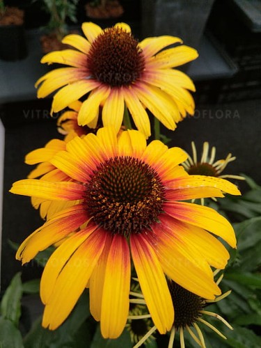 echinacea-parrot_5.jpg