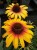 echinacea-parrot_5.jpg