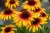 echinacea-parrot_10.jpg