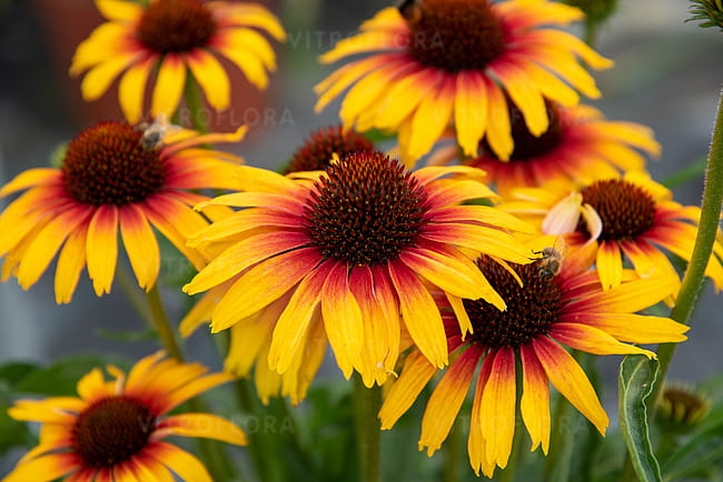 echinacea-parrot_10.jpg