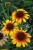 echinacea-parrot_4.jpg