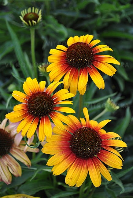 echinacea-parrot_4.jpg