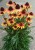 byliny-i-trawy_standard-medium_77449_3.jpg