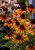 byliny-i-trawy_standard-medium_77449_2.jpg