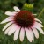 echinacea-pink-tip_74278_1.jpg