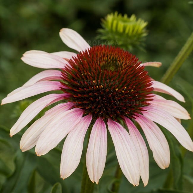 echinacea-pink-tip_74278_1.jpg