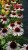 echinacea-pink-tip_74278_3.jpg