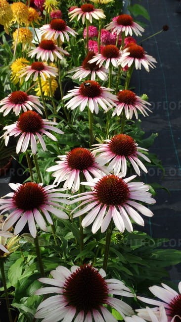 echinacea-pink-tip_74278_3.jpg