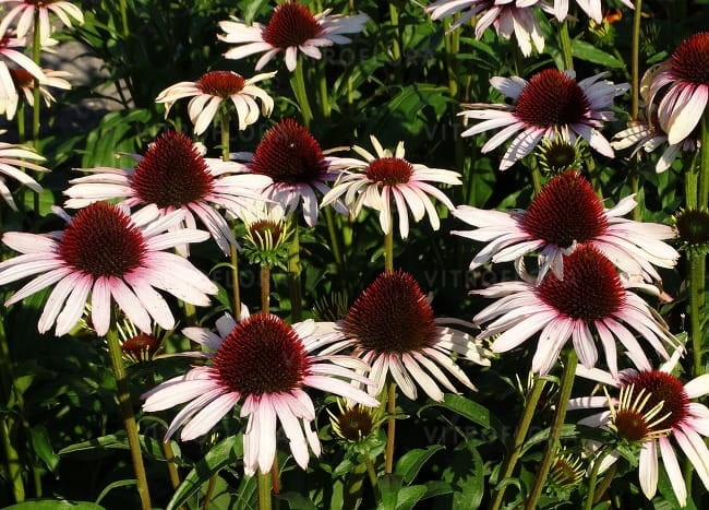 echinacea-pink-tip_74278_2.jpg