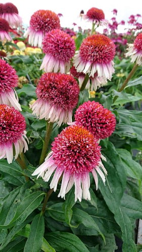 echinacea-strawberry-and-cream_2.jpg
