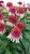 echinacea-strawberry-and-cream_2.jpg