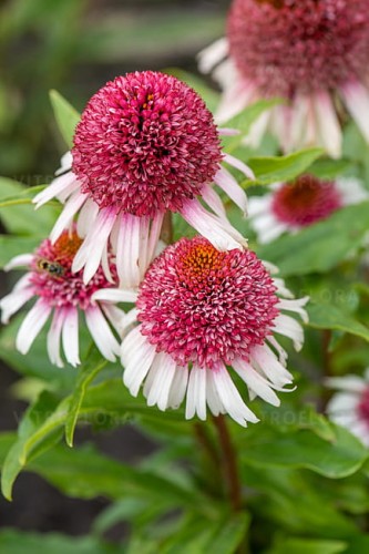 echinacea-strawberry-and-cream_4.jpg