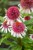 echinacea-strawberry-and-cream_4.jpg