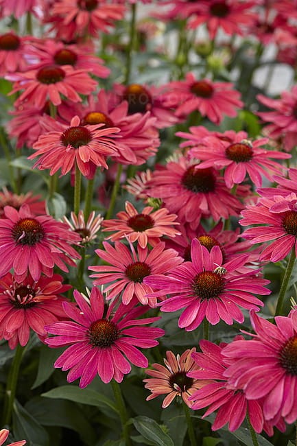 echinacea-sweet-meadow-mama_4.jpg