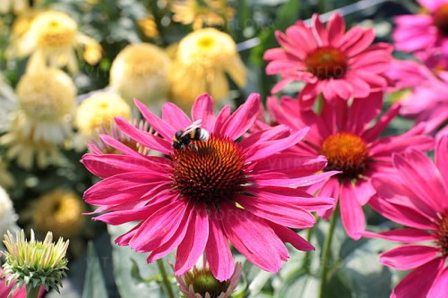 echinacea-sweet-meadow-mama_3.jpg