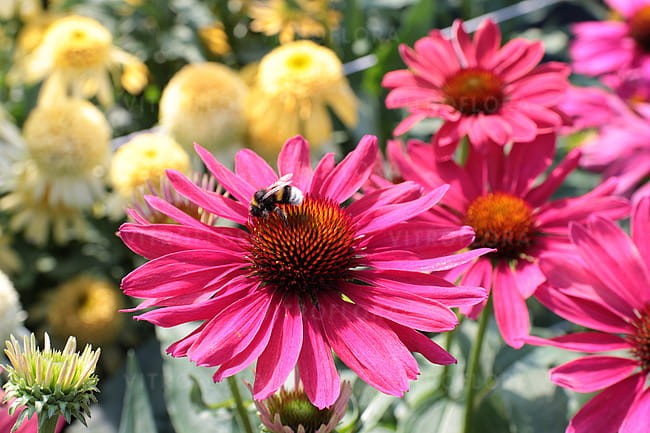 echinacea-sweet-meadow-mama_3.jpg
