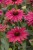 echinacea-sweet-meadow-mama_2.jpg