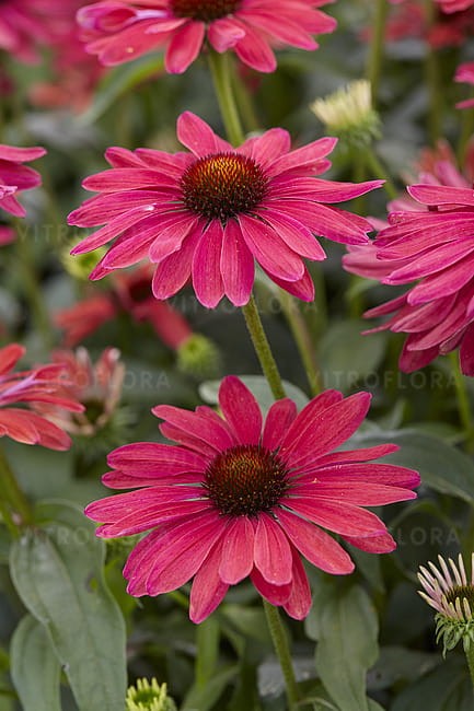 echinacea-sweet-meadow-mama_2.jpg