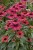 echinacea-sweet-meadow-mama_1.jpg