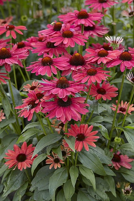 echinacea-sweet-meadow-mama_1.jpg
