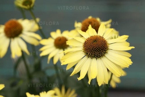 echinacea-cleopatra_79273_4.jpg