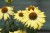 echinacea-cleopatra_79273_4.jpg