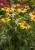 echinacea-cleopatra_79273_2.jpg