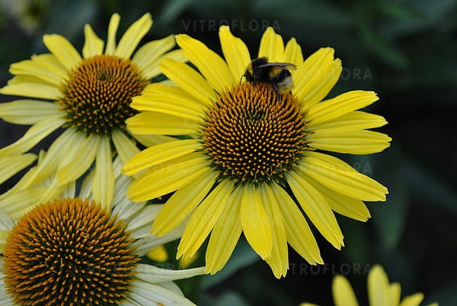 echinacea-cleopatra_5.jpg