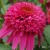 byliny-i-trawy_double-medium_79292_1 (1).jpg