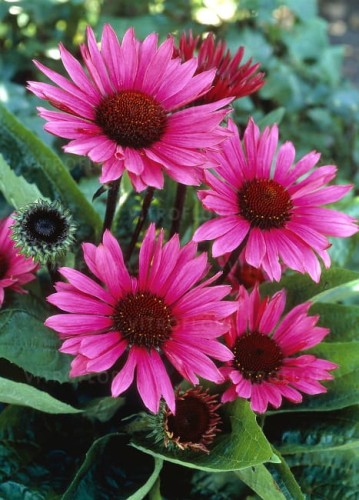 byliny-i-trawy_echinacea-jezowka_74295_2.jpg