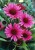 byliny-i-trawy_echinacea-jezowka_74295_2.jpg