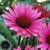 byliny-i-trawy_echinacea-jezowka_74295_1.jpg