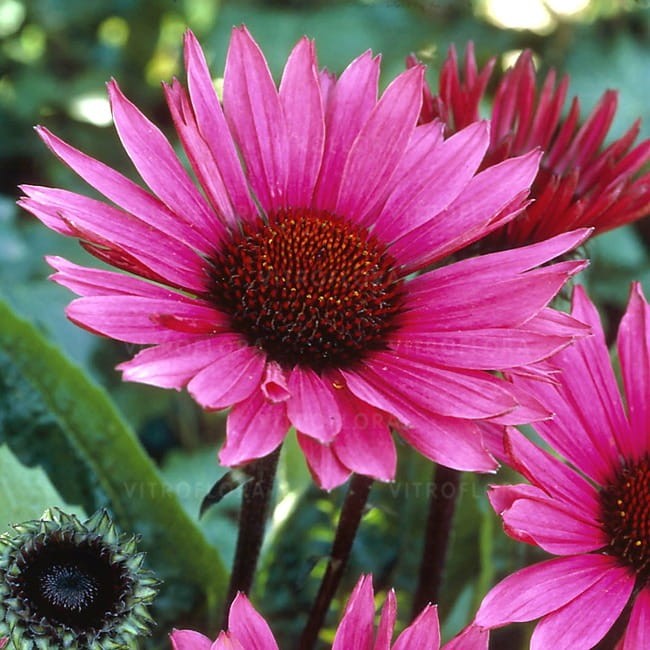 byliny-i-trawy_echinacea-jezowka_74295_1.jpg