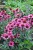 echinacea-fatal-attraction_4.jpg