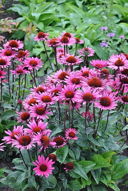 echinacea-fatal-attraction_4.jpg