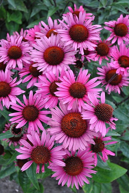echinacea-fatal-attraction_3.jpg
