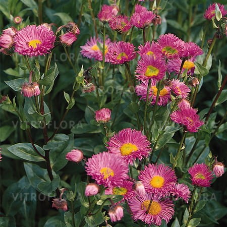 byliny-i-trawy_erigeron_70136_1.jpg